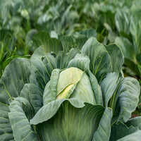 Fresh Cabbage - Organic Cultivated, Raw Processing Form, Fresh Pieces | Moisture Content 5%-10%, Shelf Life 7-10 Days, Storage 0-7â°c