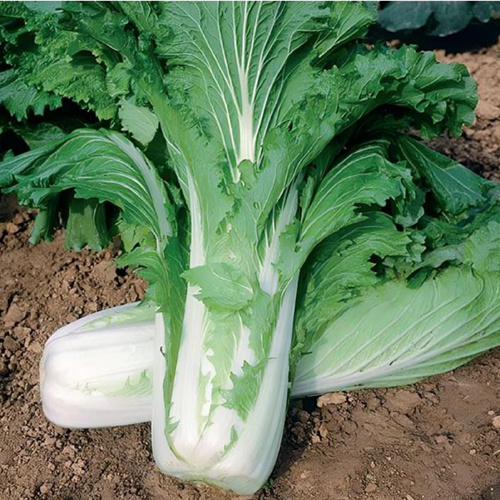Fresh Chinese Cabbage - Cultivation Type: Organic