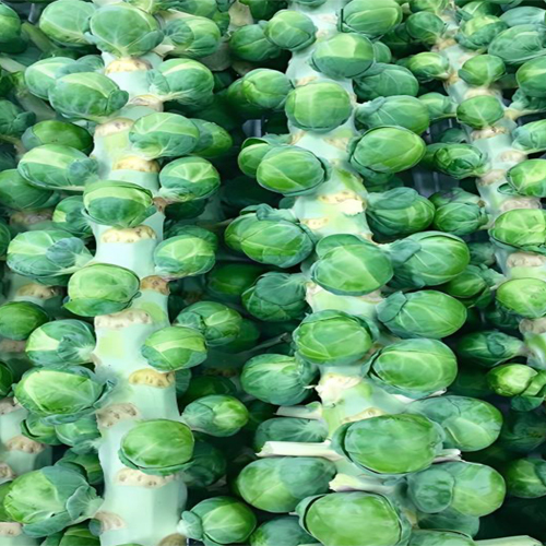 Chinese Cabbage - Cultivation Type: Organic