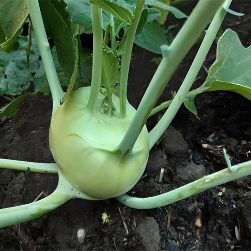 Fresh Knol-Khol - Cultivation Type: Organic