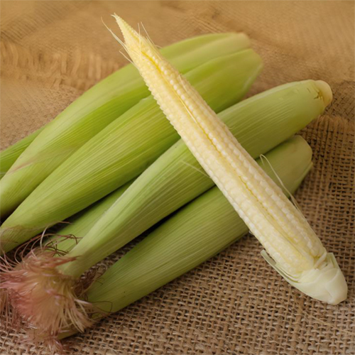 Baby Corn - Cultivation Type: Organic