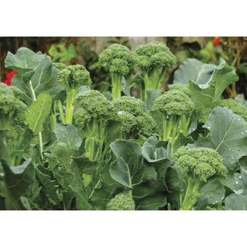 Fresh Broccoli - Cultivation Type: Organic