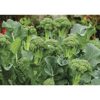Fresh Broccoli