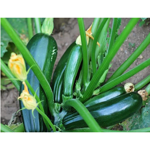 Green Zucchini - Cultivation Type: Organic