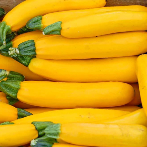 Yellow Zucchini - Cultivation Type: Organic
