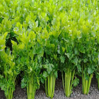 Fresh Celery - Cultivation Type: Organic
