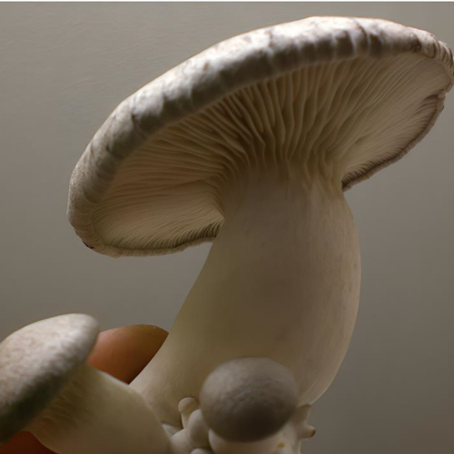 King Oyster Mushrooms - Cultivation Type: Organic