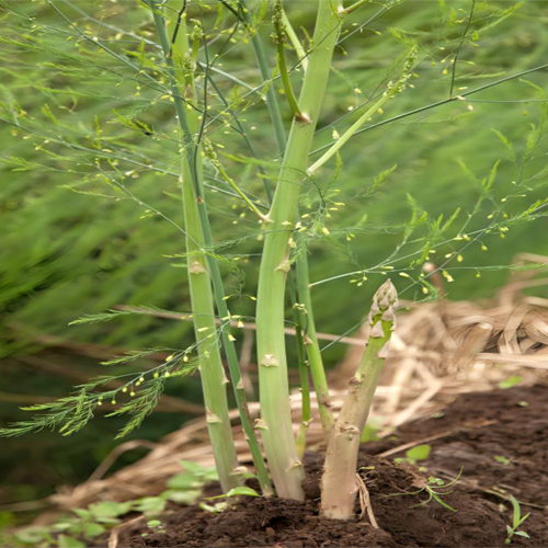 Exotic Vegetables