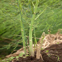 Fresh Asparagus - Cultivation Type: Organic