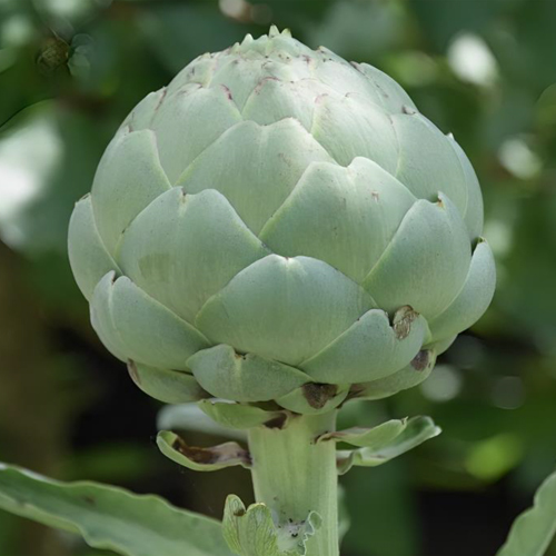 Fresh Artichoke - Cultivation Type: Organic
