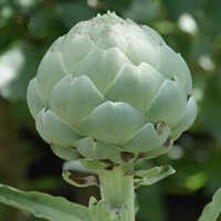 Fresh Artichoke - Cultivation Type: Organic