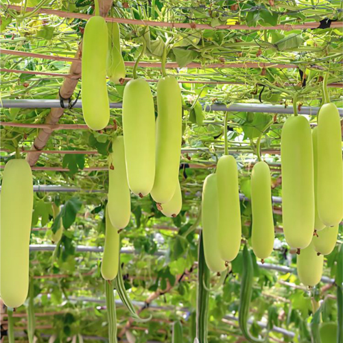 Fresh Bottle Gourd - Cultivation Type: Organic