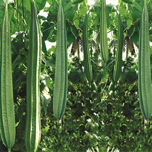 Ridge Gourd - Cultivation Type: Organic