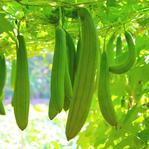 Sponge Gourd - Cultivation Type: Organic