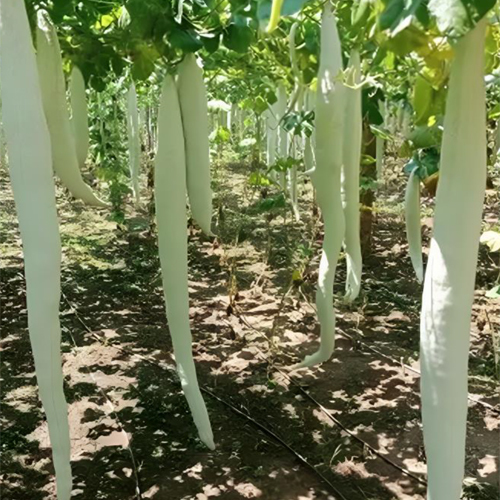 Snake Gourd - Cultivation Type: Organic