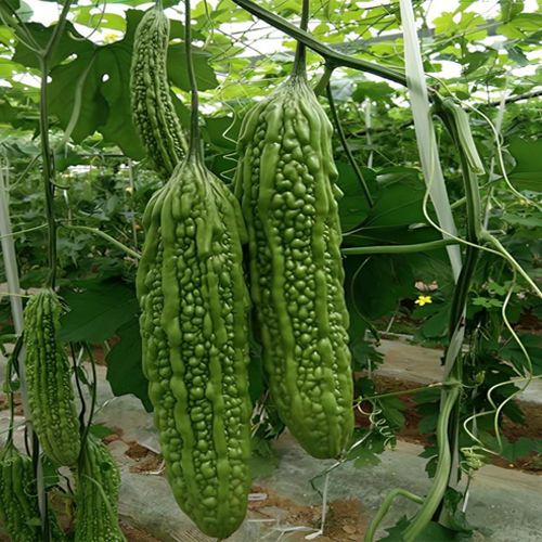 Bitter Gourd - Cultivation Type: Organic
