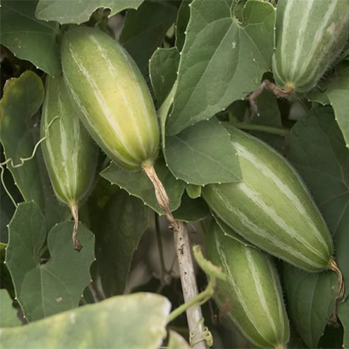 Pointed Gourd - Cultivation Type: Organic