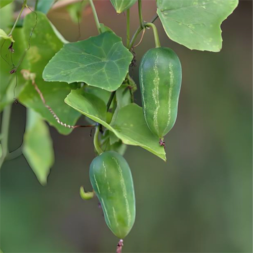 Ivy Gourd - Cultivation Type: Organic