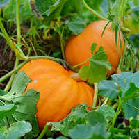 Red Pumpkin