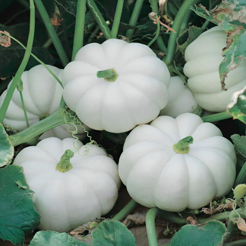 White Pumpkin - Cultivation Type: Organic