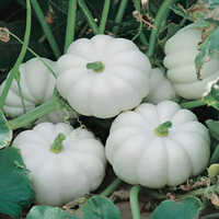 White Pumpkin - Cultivation Type: Organic