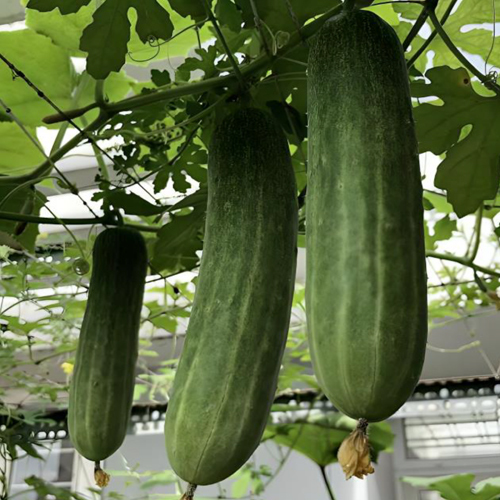 Fresh Cucumber - Cultivation Type: Organic