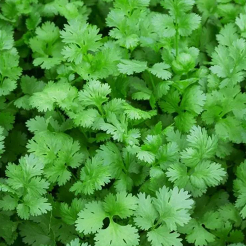 Coriander Leaf Vegetable - Cultivation Type: Organic