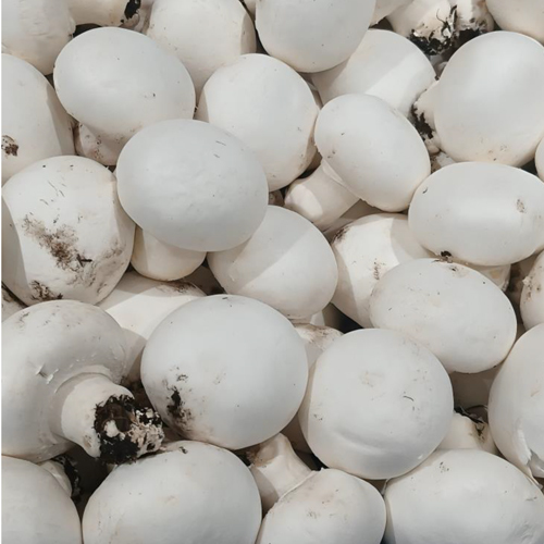 Button Mushroom - Cultivation Type: Common