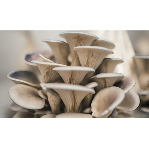 Oyester Mushroom - Cultivation Type: Common