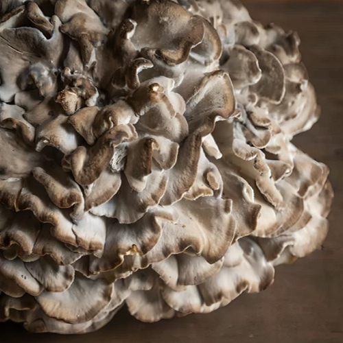 Fresh Maitake - Cultivation Type: Common