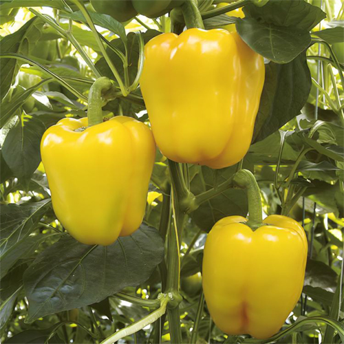 Yellow Capsicum - Cultivation Type: Organic
