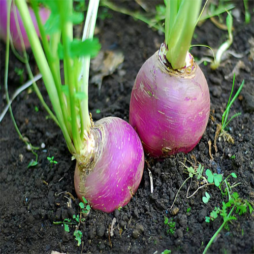 Fresh Farmgo - Cultivation Type: Organic