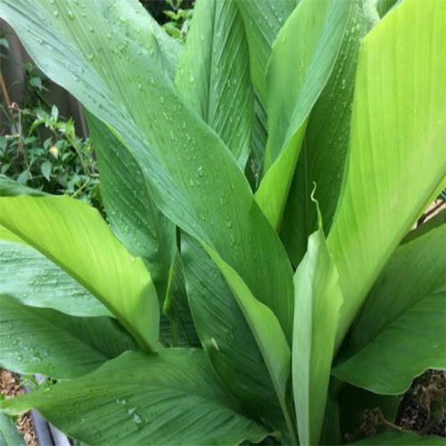 Turmeric Patoleo Leaves - Cultivation Type: Organic