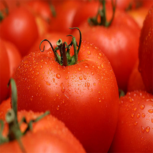 Fresh Tomato - Cultivation Type: Organic