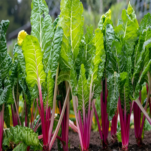 Fresh Flamingo Pink Swiss Chard - Cultivation Type: Organic