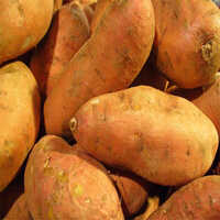 Fresh Sweet Potato - Cultivation Type: Organic