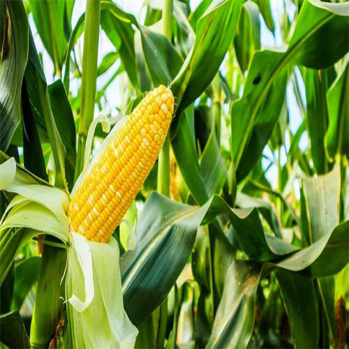 Yellow Corn - Cultivation Type: Organic