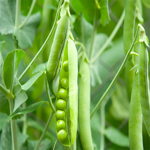 Fresh Peas - Cultivation Type: Organic