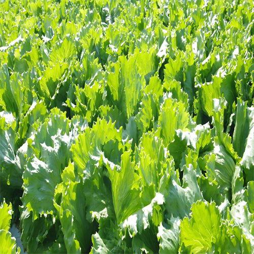 Fresh Lettuce Stock - Cultivation Type: Organic