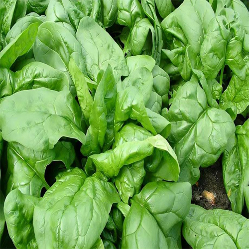 Fresh Biocarve Spinach - Cultivation Type: Organic