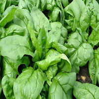 Fresh Biocarve Spinach