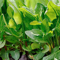 Sorrel Leaves - Cultivation Type: Organic