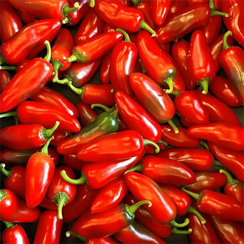 Hot Red Sampurna Chilli Seeds - Cultivation Type: Organic