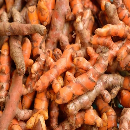 Fresh Turmeric - Cultivation Type: Organic