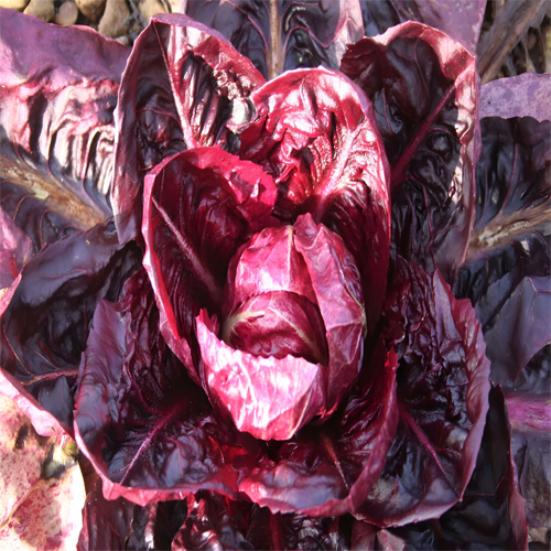 Fresh Radicchio