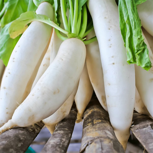 White Radish - Cultivation Type: Organic