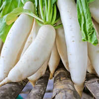 White Radish