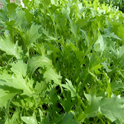 Fresh Mizuna Leaf - Cultivation Type: Organic