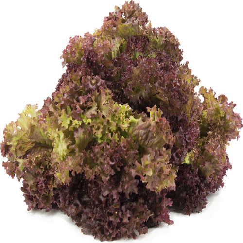 Paudha Lettuce Red - Cultivation Type: Organic