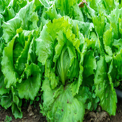 Lettuce Plants - Cultivation Type: Organic